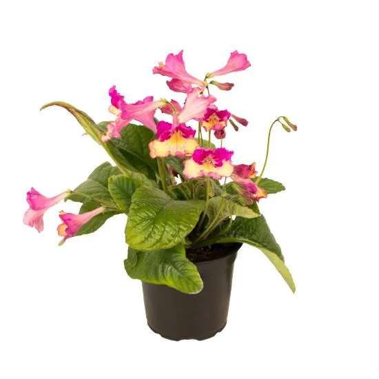 Streptocarpus Hybrid Mixed Col - 120mm