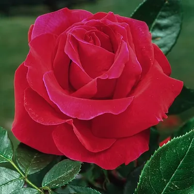 Red Flowering Mister Lincoln Hybrid Tea Rose 1 -Pack 1 -Pack in Bare root