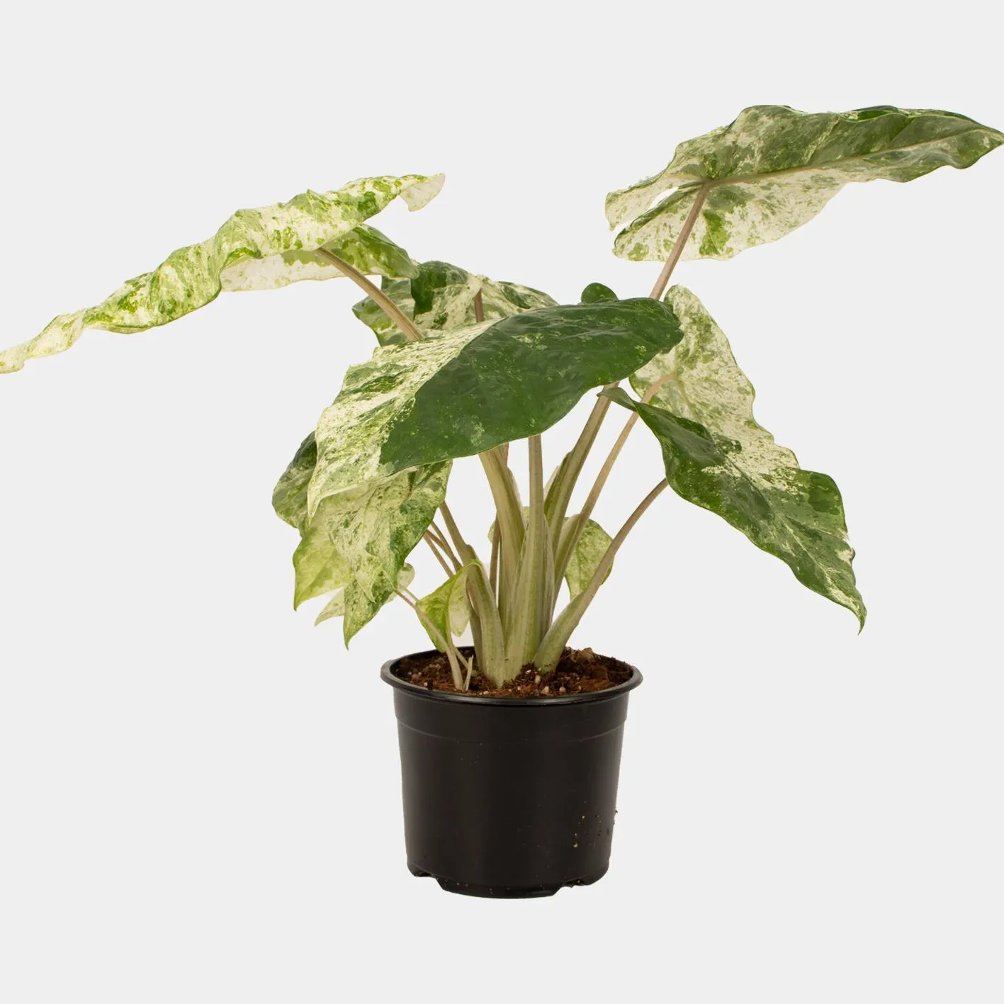 Alocasia Odora 14cm