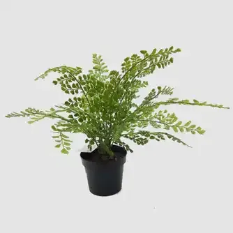 Artificial Delta Maidenhair Fern in Black Pot 35cm