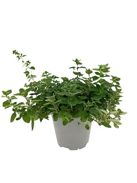 Oregano
