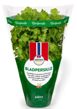 Bladpersille
