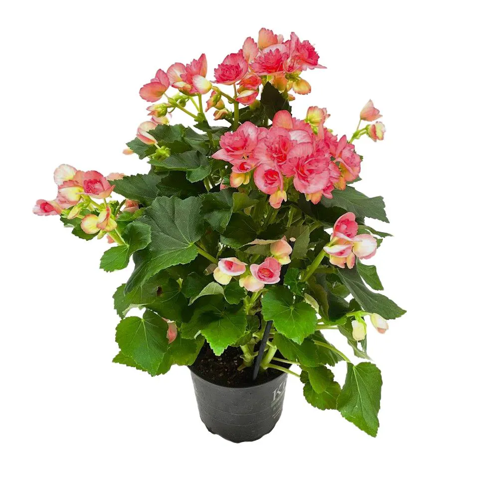 Begonia Elatio 13cm