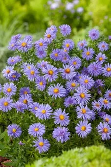 Aster (Aster divaricatus 'Prof. Anton Kippenberg') D 11 H 40 cm
