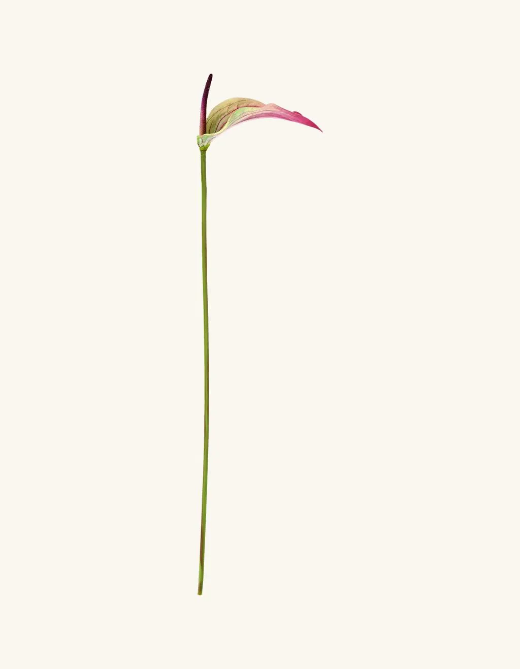 Kunstig anthurium