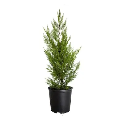 2.5 -Gallon Screening Evergreen Leyland Cypress In pot (with soil)