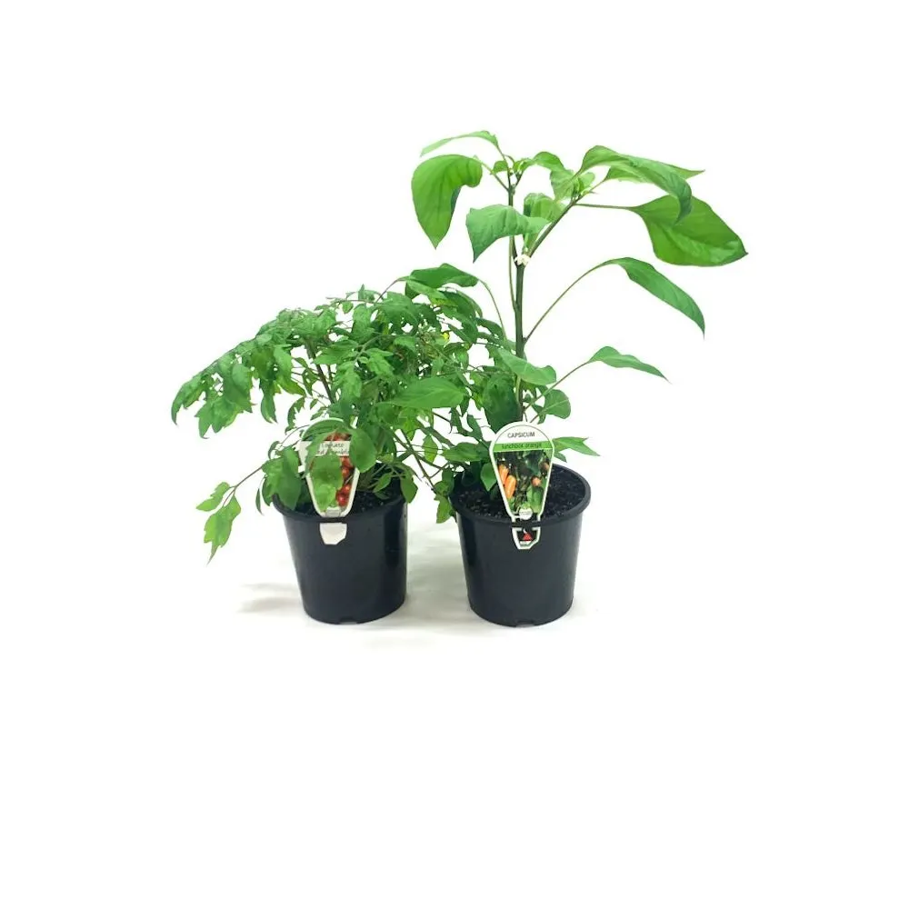 Kings Epic Vege - 1.3L