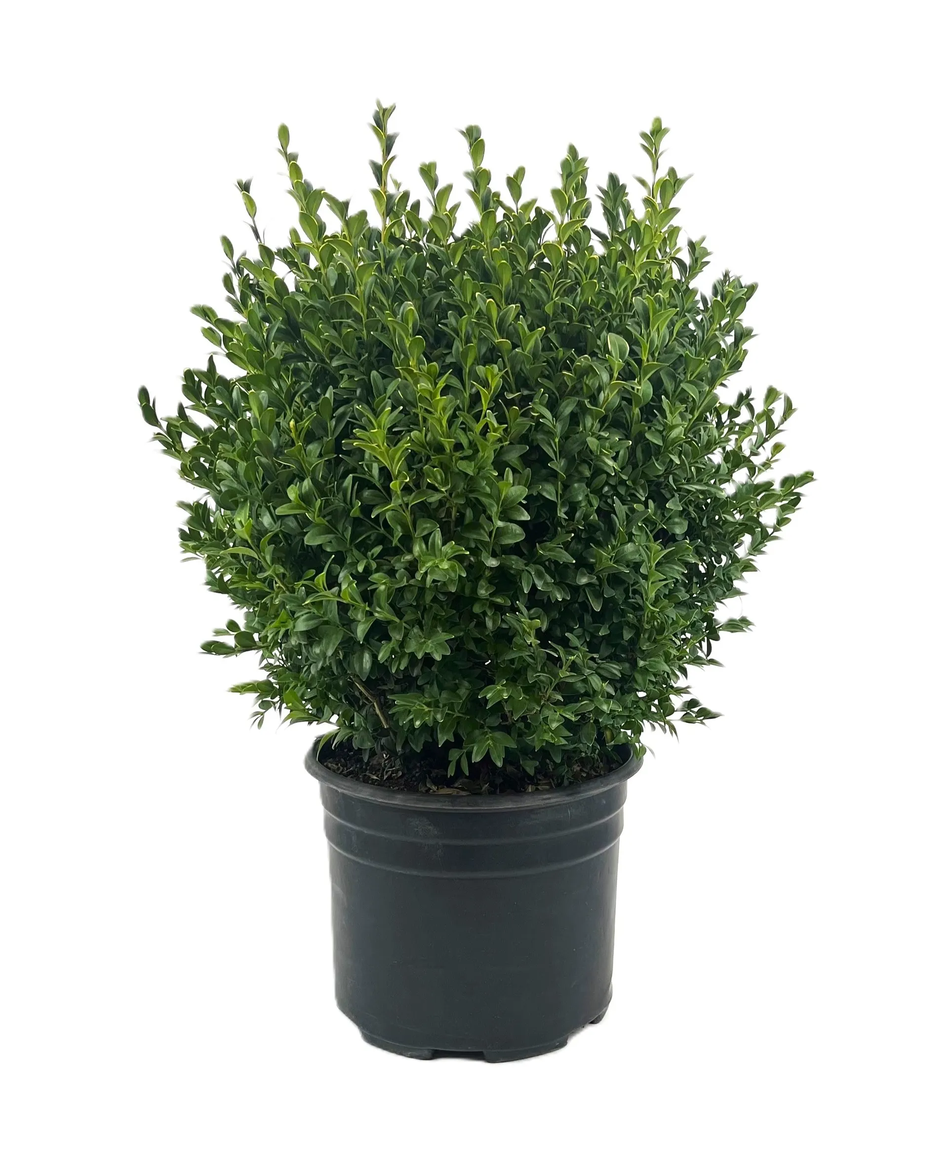 2.25 -Gallon Foundation/Hedge Shrub 1 -Pack