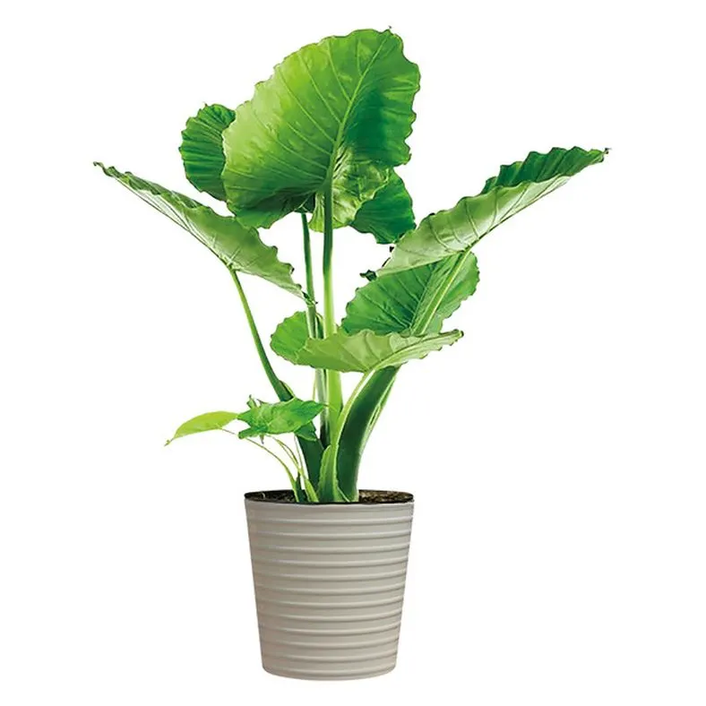 Foliage - 10"