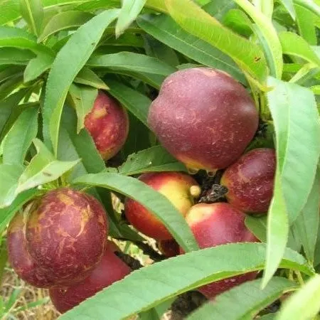 Nectarine 'Garden Delight' Dwarf 60cm - PB28