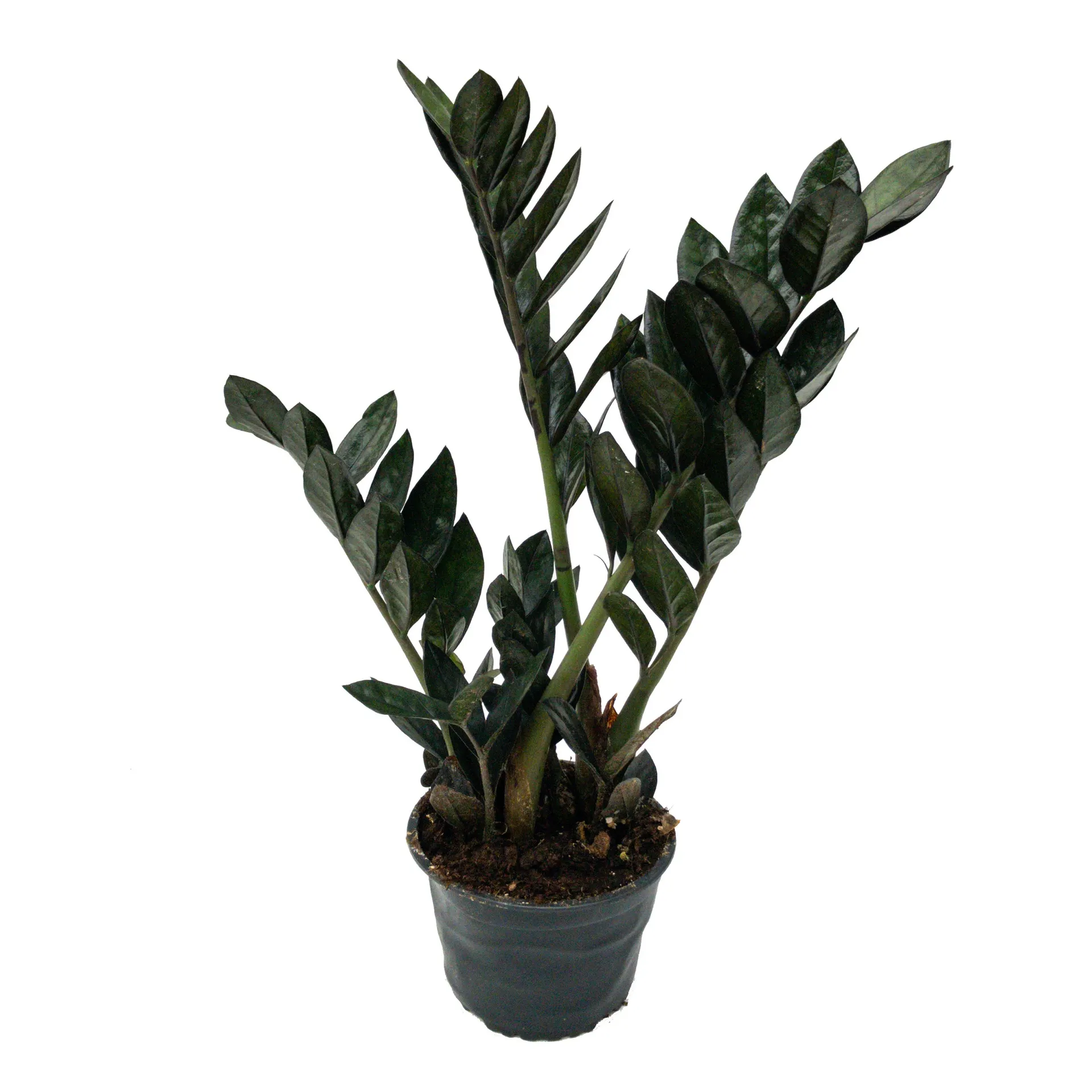 Zamioculcas 'Black Knight' - 14cm