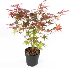 Japanse Esdoorn (Acer palmatum 'Atropurpureum') D 19 H 40 cm