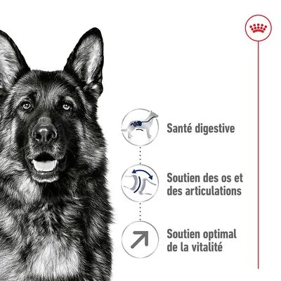 Royal Canin Maxi Adult 5+ pour chien