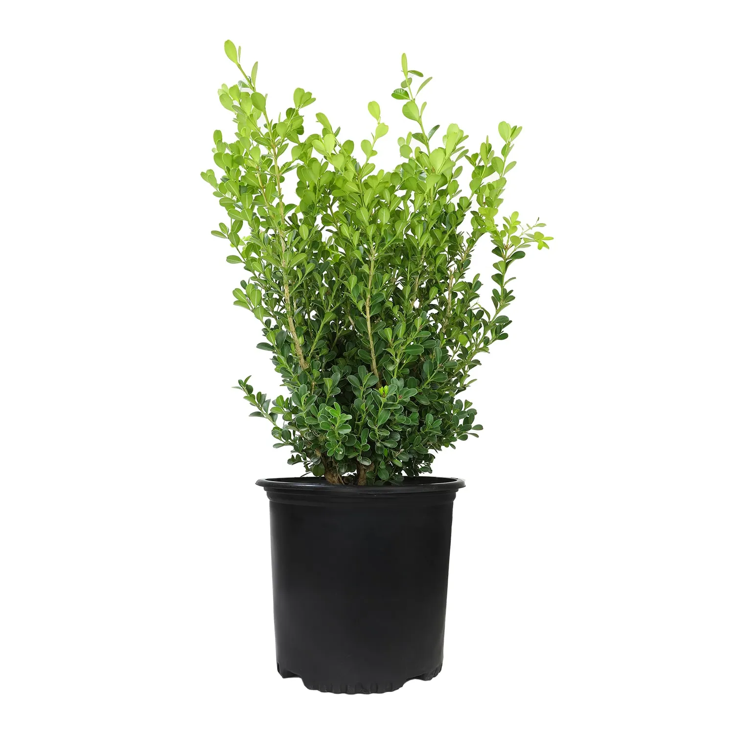 2.25 -Gallon Foundation/Hedge Shrub with White Blooms 1.0 -Pack
