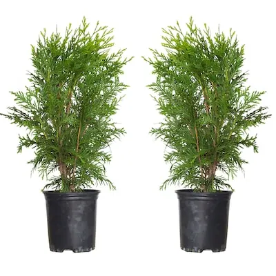 2.5 -Quart Screening Evergreen