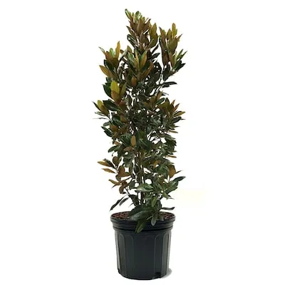 7 -Gallon Screening Evergreen Nellie R. Stevens Holly In pot (with soil)