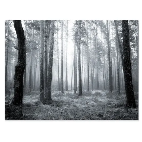 Black and White Foggy Forest - Forest Canvas Art Print - 40x30