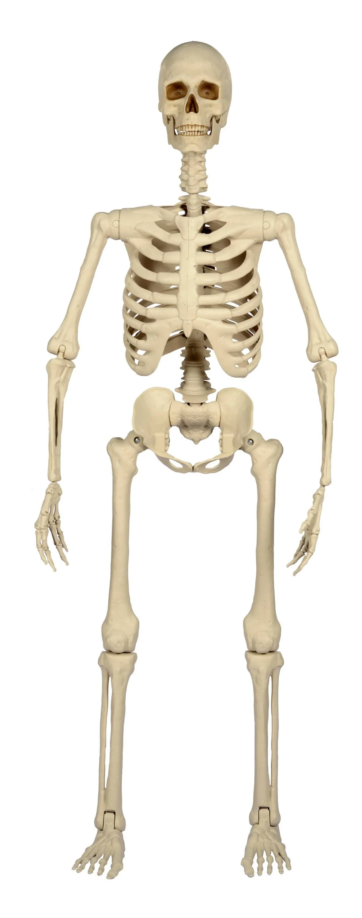 5-ft Ultra Posable Skeleton Halloween Decoration