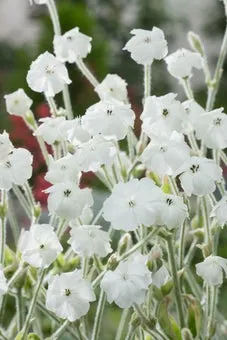 Prikneus (Lychnis coronaria 'Alba') D 11 H 80 cm