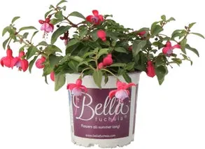 Bellenplant (Fuchsia 'Bella Maria') D 10,5 H 22,5 cm