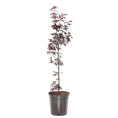 National Plant Network 1 -Gallon White Feature Olive Tree In pot (with soil)
