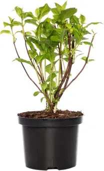 Hortensia (Hydrangea macrophylla) blauw D 17 H 30 cm