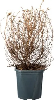 Ganzerik (Potentilla fruticosa 'Kobold') D 17 H 25 cm