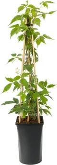 Bosrank (Clematis montana 'Rubens') D 16 H 75 cm