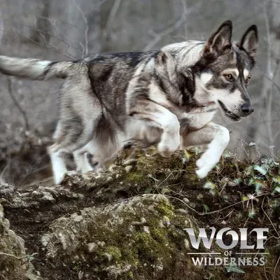 Wolf of Wilderness Junior "Wild Hills" canard - sans céréales lot économique : 2 x 12 kg Nouvelle recette