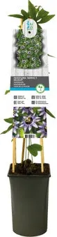 Passiebloem (Passiflora 'Damsel's Delight') D 17 H 75 cm