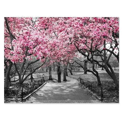 Cherry Blossoms - Landscapes Floral Photographic on wrapped Canvas - 32x16