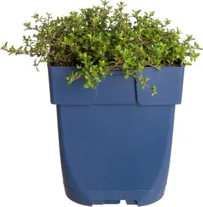 Kruiptijm (Thymus praecox 'Red Carpet') D 11 H 5 cm