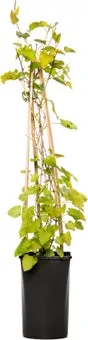 Bruidssluier (Fallopia aubertii) D 16 H 75 cm