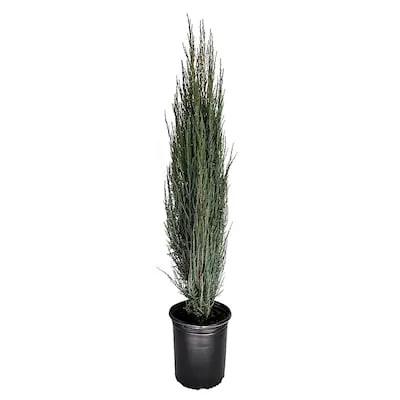 3.58 -Gallon Foundation/Hedge Shrub 1 -Pack