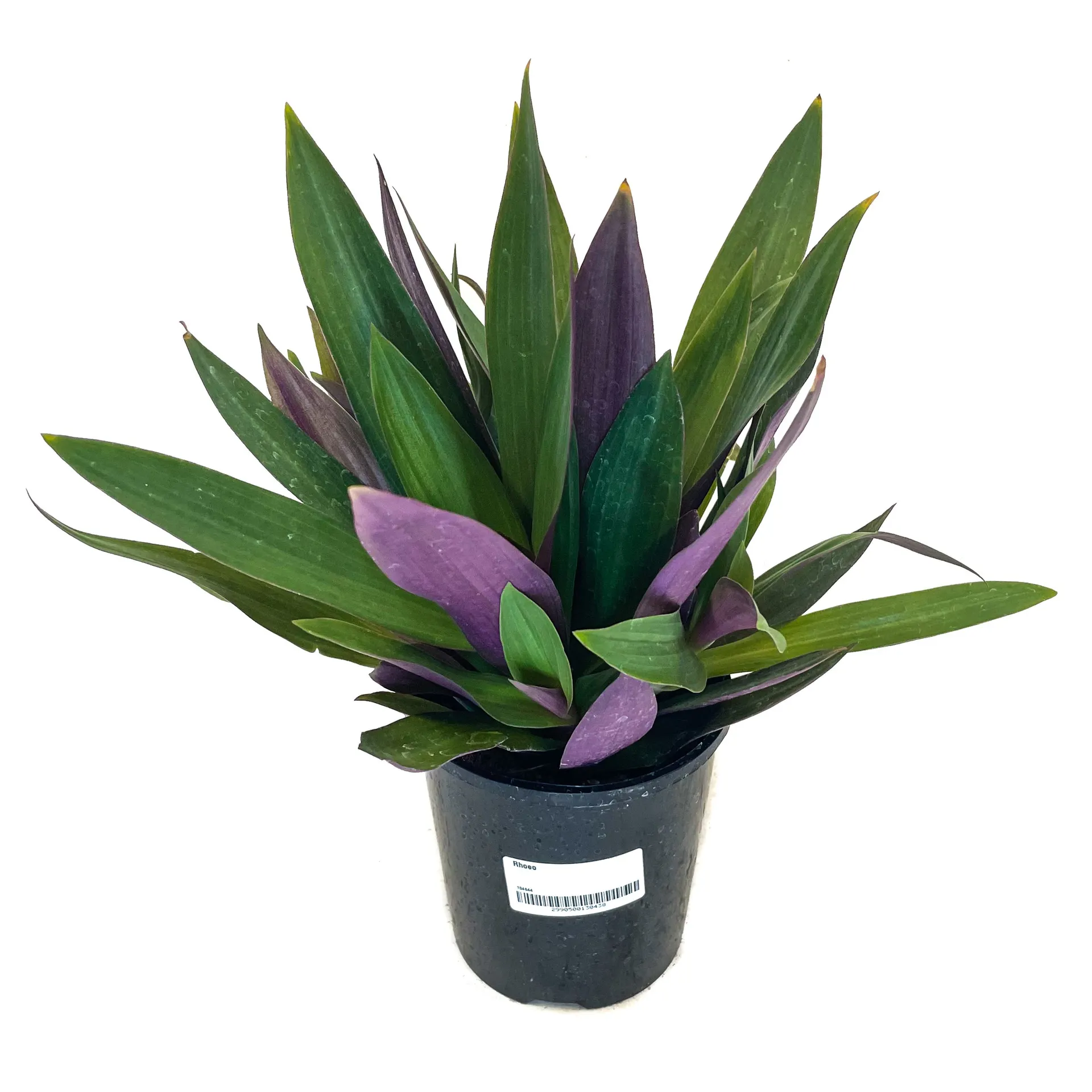 Rhoeo (Moses In The Cradle) - 130mm