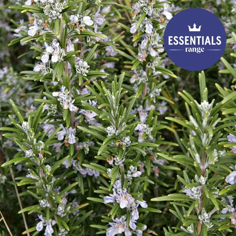 Kings Rosemary 'Tuscan Blue' - 2.5L