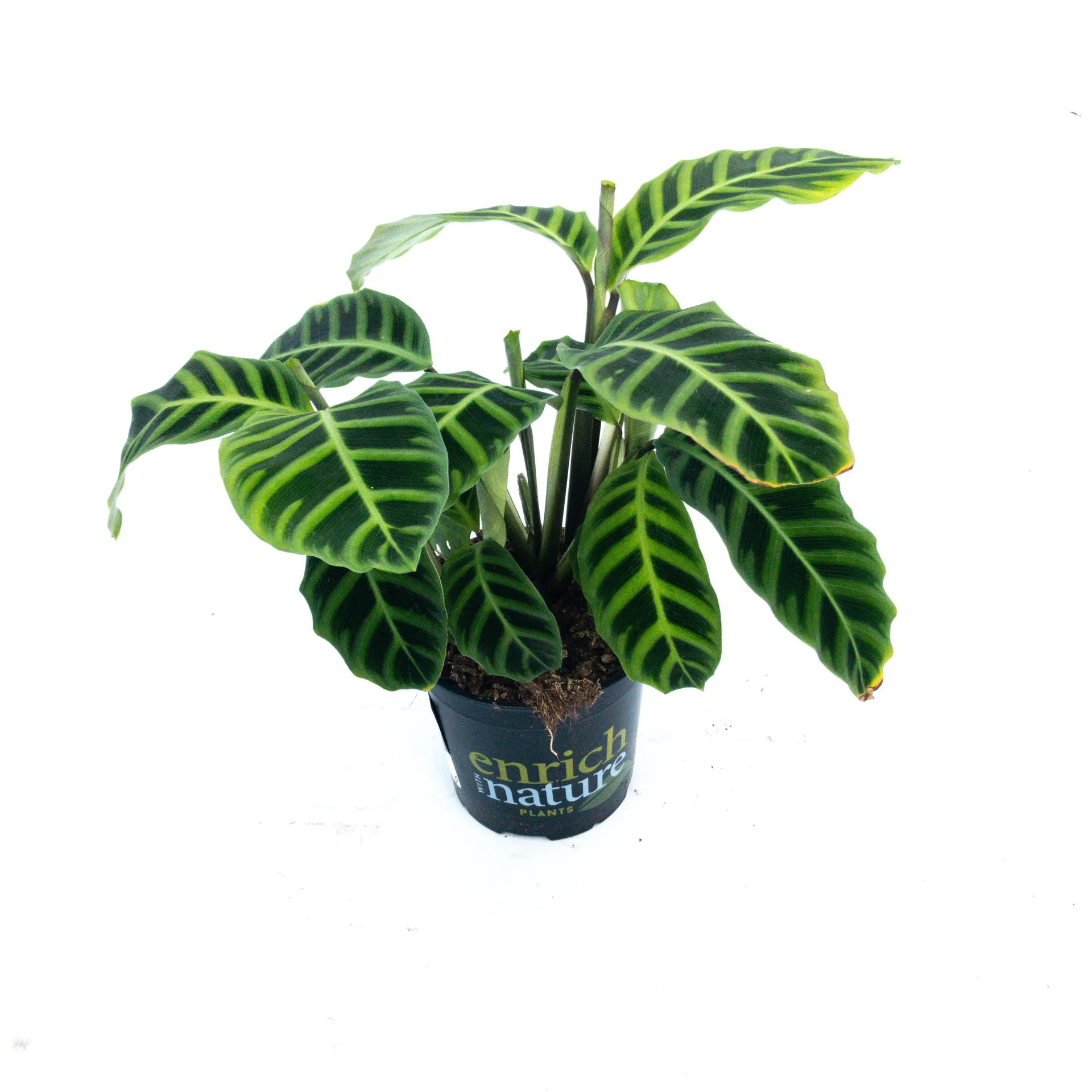 Calathea zebrina (Zebra Plant) - 17cm