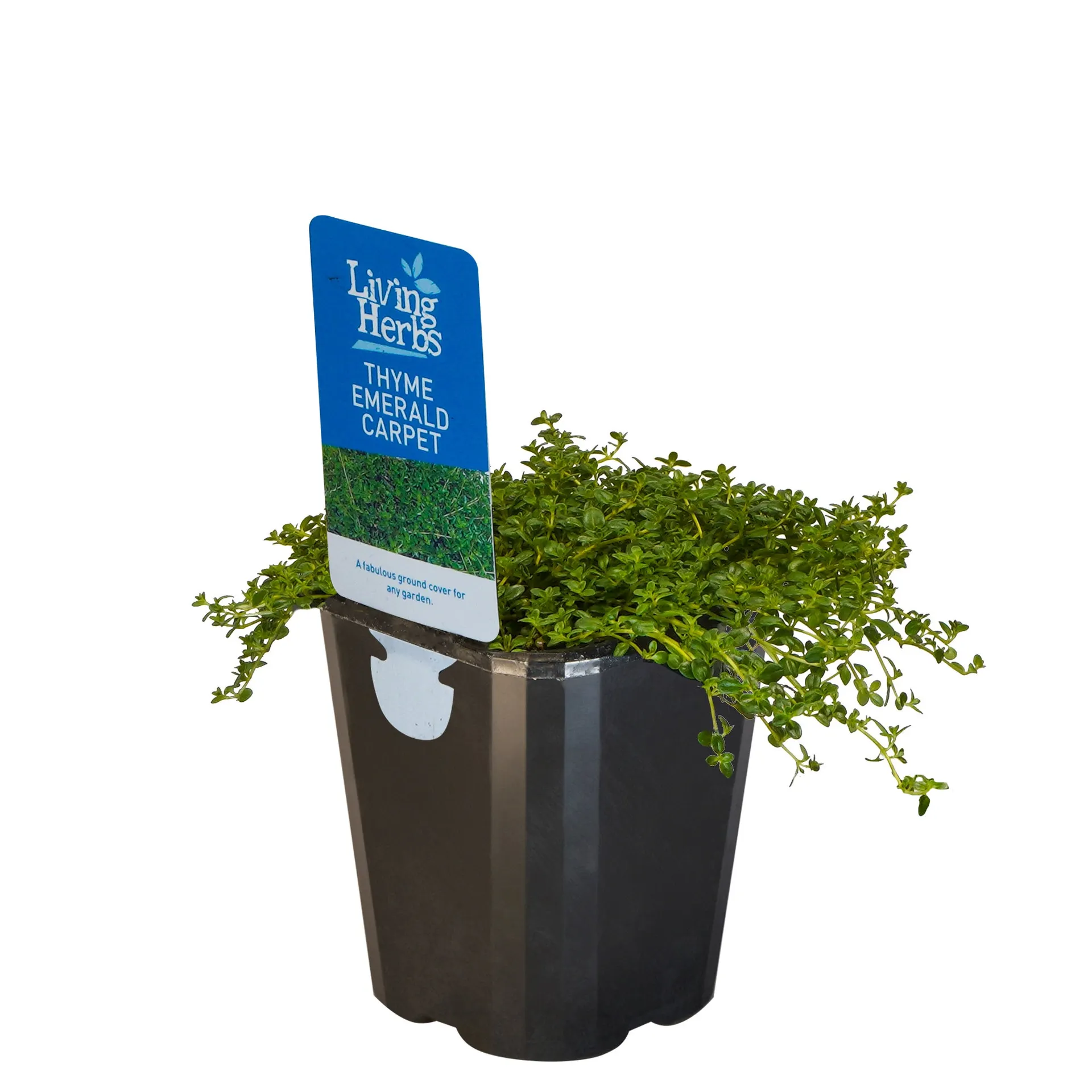 Thyme Emerald Carpet - Small Herb 10cm