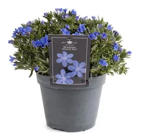 Steenzaad (Lithodora diffusa 'Heavenly Blue') D 15 H 15 cm