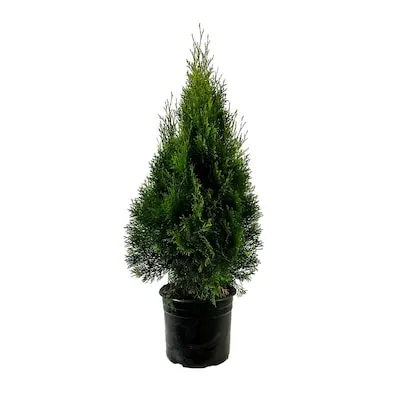 2.25 -Gallon Emerald Green Arborvitae (2.25 Gallon) Screening Shrub 1.0 -Pack