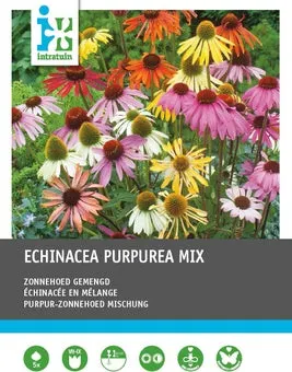 Intratuin vaste plant Zonnehoed (Echinacaea purpurea) 5 stuks