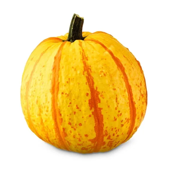 Fresh Candy Corn Pumpkin, Each $4.50