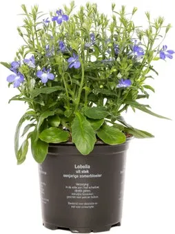 Lobelia (Lobelia) D 10,5 H 20 cm