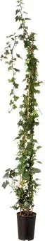 Klimop (Hedera hibernica) D 19 H 150 cm