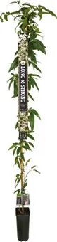 Groenblijvende Bosrank (Clematis armandii) D 23 H 210 cm