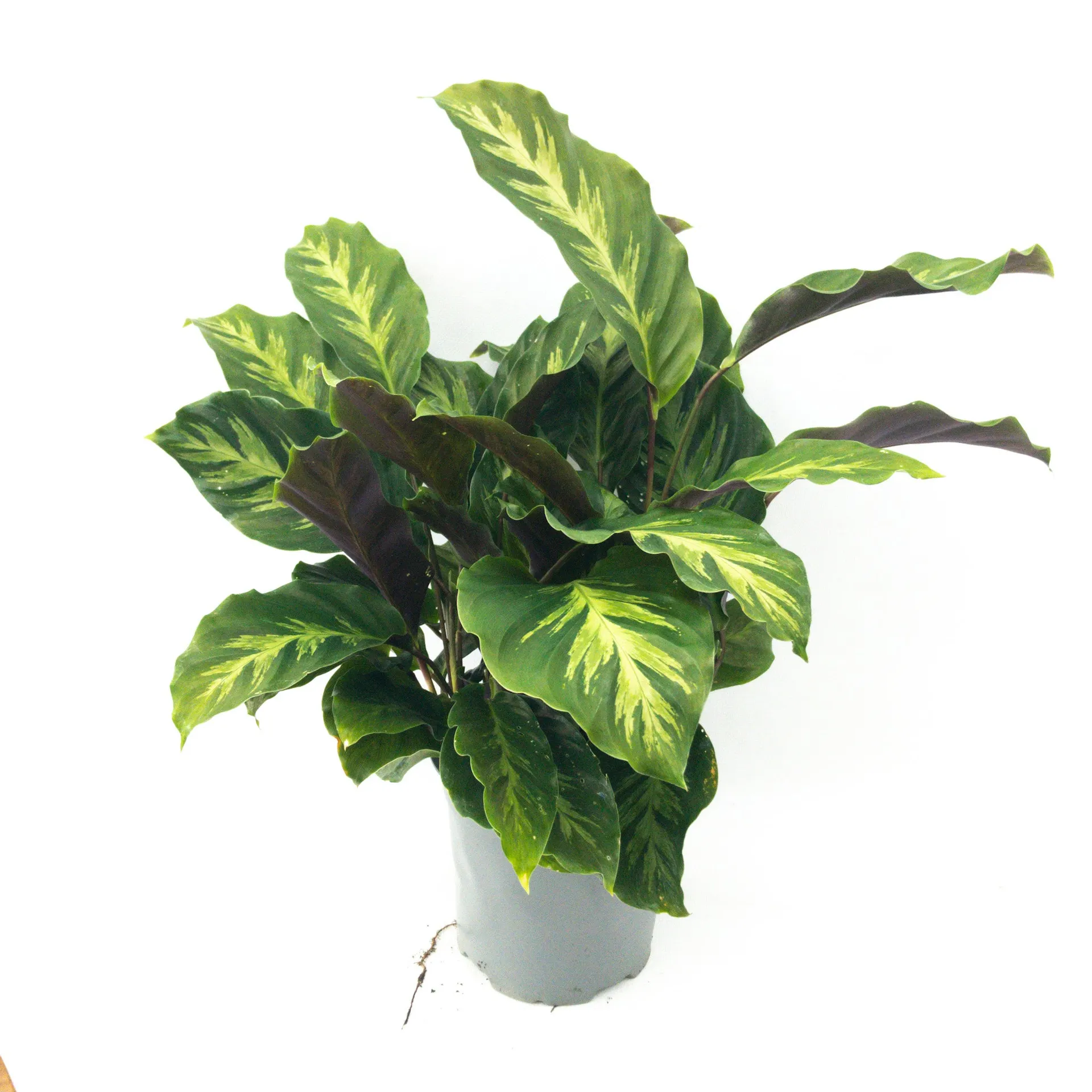 Calathea Austens Favourite albertii - 2L