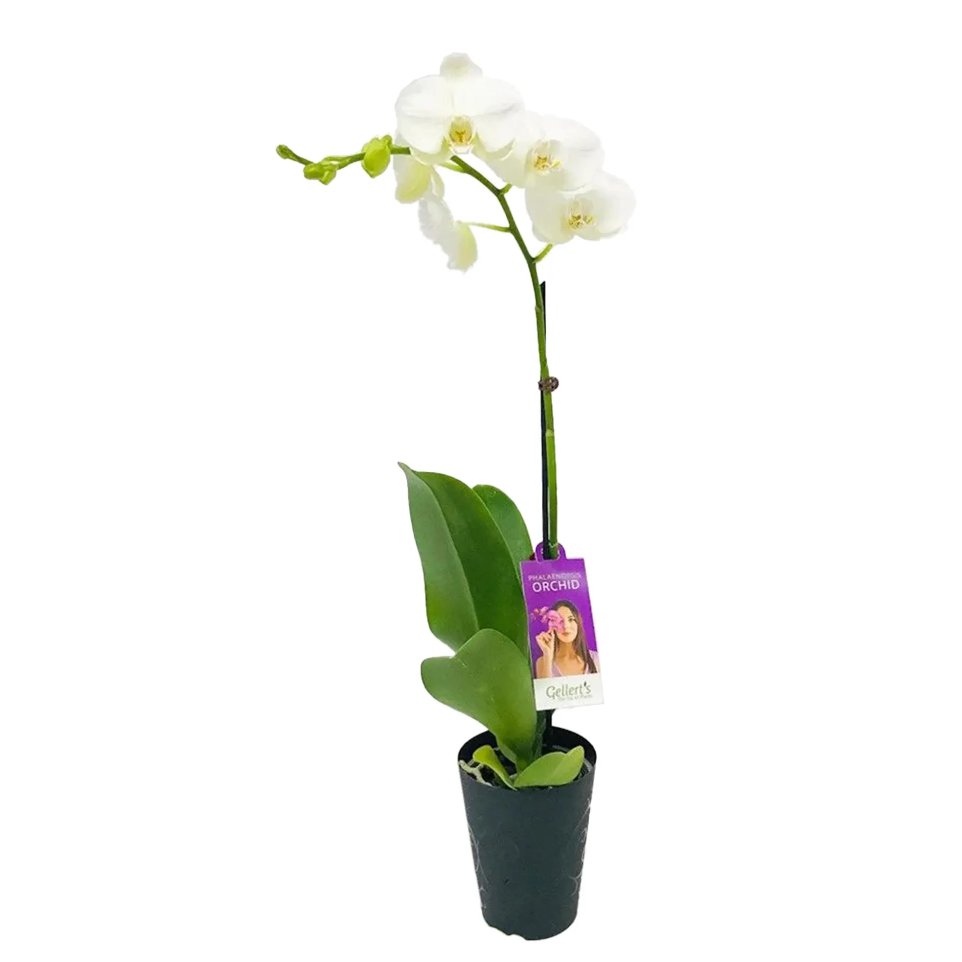 Phalaenopsis (Moth Orchid) White Single - 120mm
