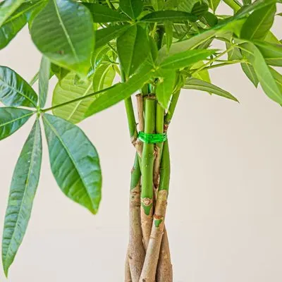 Geldboom plant | Pachira | Incl. pot
