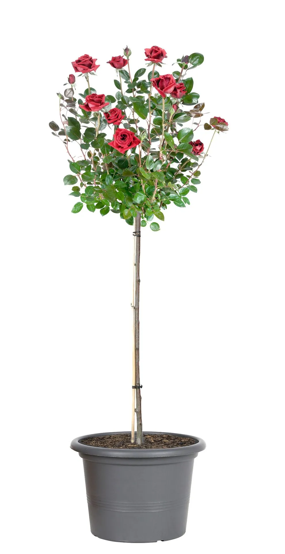 Rosenstamm