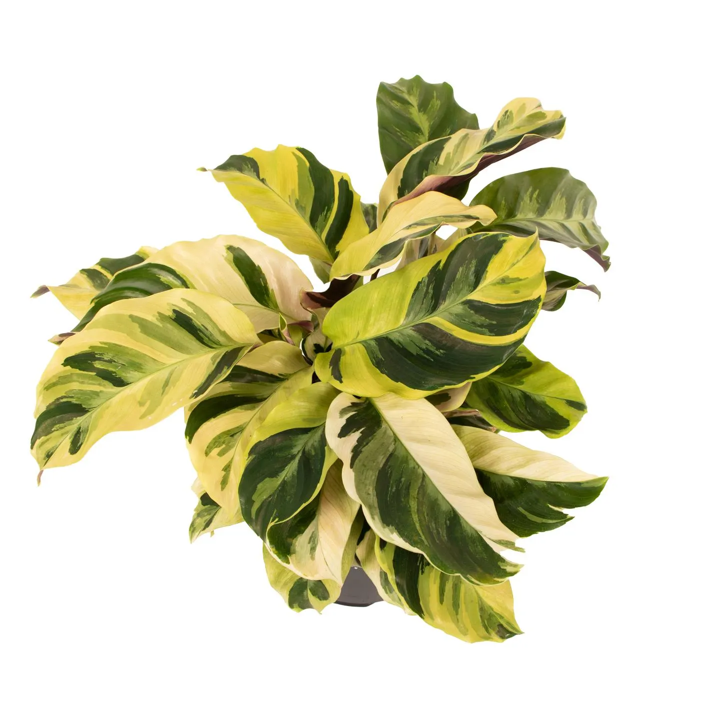 Calathea Fusion Yellow 14cm